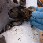 03Hoard GLO-CCC7BC British Museum