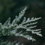 00_conifer-g4c51b9b1f_1920