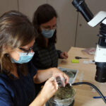 02-3_Freilegung im Labor