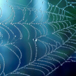 Cobweb,Or,Spiderweb,Natural,Rain,Pattern,Background,Close-up.,Cobweb,With