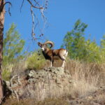 00_Cyprus_wild_mouflon_Agrino 2