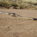 02Aspidites_melanocephalus_1