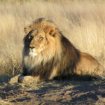 02Lion_waiting_in_Namibia