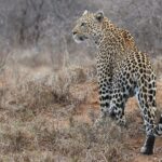 02_1498px-Leopard_in_Südafrika_(Ausschnitt)
